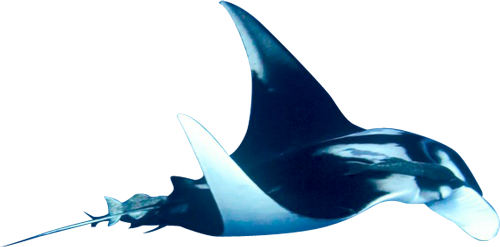 与那国島 ダイビング la mer bleue(メールブルー)